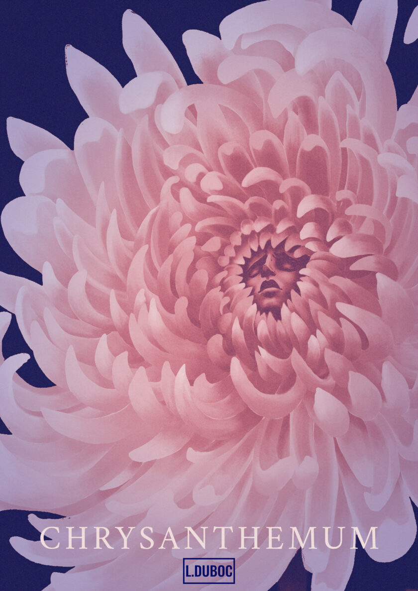 Chrysanthemum